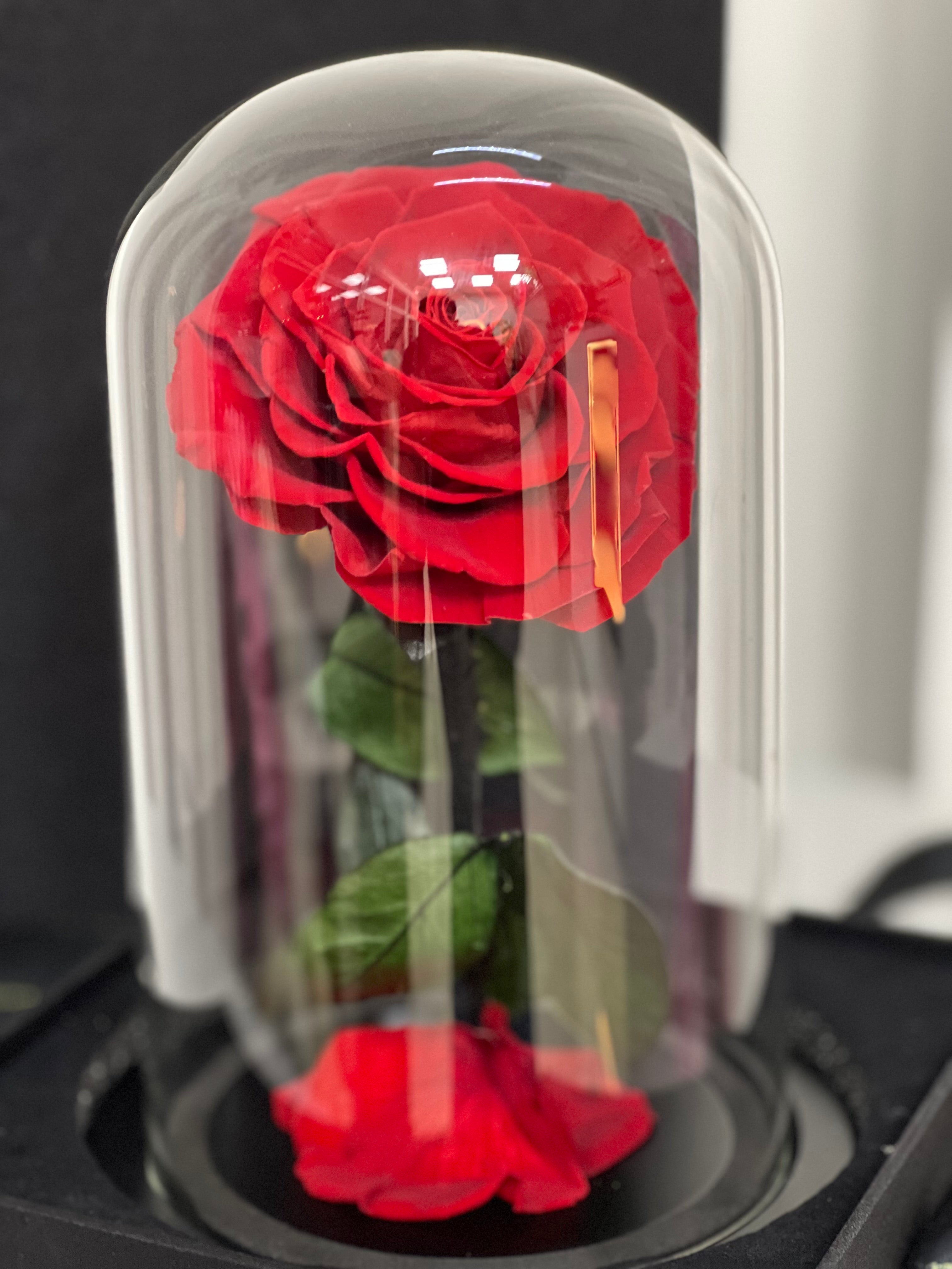 Eternal Scarlet – Red Infinity Rose 🌹✨